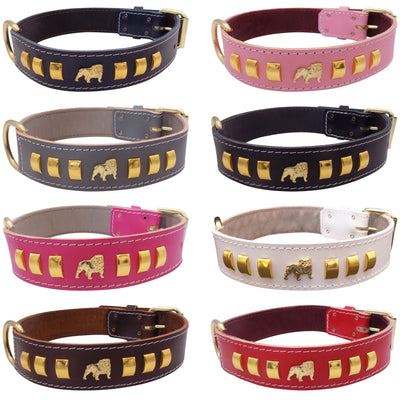 1.5" wide Leather Dog Collar with Unique Gold Design and English Bulldog Badges