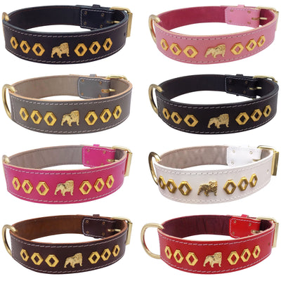 1.5" wide Leather Dog Collar with Unique Gold Design and English Bulldog Badges